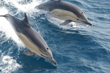 அமெரிக்காவில் உயிருக்கு போராடிய டால்ஃபினை மிட்ட அதிகாரிகள்!