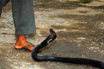 பாம்பு கடித்து இறந்த அண்ணன்... இறுதி சடங்கில் தம்பியும் கடித்து பலி - விடாமல் பலி வாங்கும் பாம்பு;