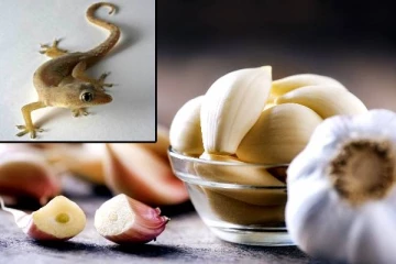 உங்க பாத்ரூம் சுவரில் அடிக்கடி பல்லி இருக்கா? அப்போ இத யூஸ் பண்ணி நிரந்தரமாக விரட்டுங்க!