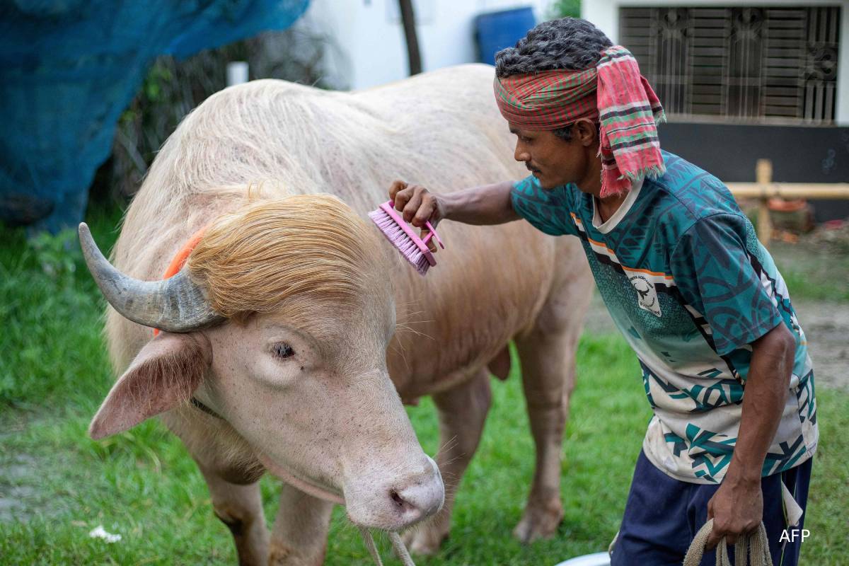 ட்ரம்ப் போல் தோற்றமுள்ள வைரல் எருமை - ஈத் பண்டிகைக்காக விற்பனை | Trump Looklike Albino Buffalo Sold For Eid Al Adha ட்ரம்ப் போல் தோற்றமுள்ள வைரல் எருமை - ஈத் பண்டிகைக்காக விற்பனை | Trump Looklike Albino Buffalo Sold For Eid Al Adha