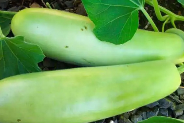 கர்ப்பிணி பெண்கள் எடுத்து கொள்ள வேண்டிய கோடைக்கால உணவுகள் | Summer Foods To Be Taken By Pregnant Women