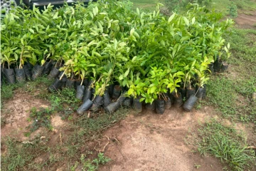 பயிர்செய்கைக்கு தயார்படுத்தப்பட்ட நிலத்தில் வனவளத் திணைக்களத்தால் மீள் மரநடுகை(Video)