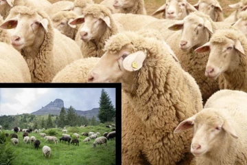 சுவிஸ் நாடாளுமன்றம் முன் உயிரிழந்த ஆடுகளின் உடல்களைக் கொண்டு குவித்த விவசாயிகள்: பின்னணி