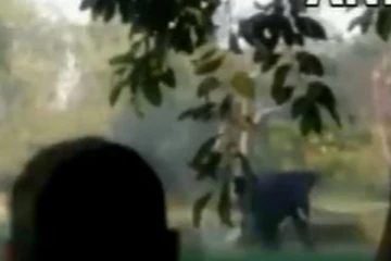 சீண்டியவரை துரத்தி துரத்தி பலி வாங்கும் யானை.... பதறி அடித்து ஓடிய இளைஞரின் பரிதாப நிலை!