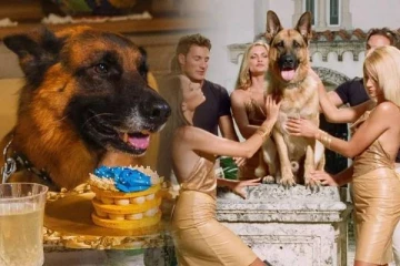 உலகின் பணக்கார செல்லப்பிராணி: சொத்து மதிப்பு எவ்வளவு தெரியுமா!