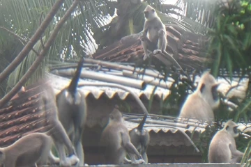 மட்டக்களப்பில் அழையா விருந்தாளிகளால் மக்கள் அசௌகரியம்!