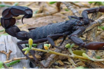 கிராம மக்களை தாக்கிய தேள்கள்