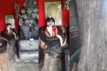 சிவலிங்கத்தை சுற்றிய வெள்ளை நாகம் : யாழில் மெய்சிலிர்க்க வைக்கும் அதிசயம்