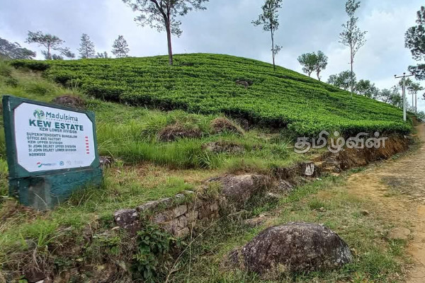 பொகவந்தலாவையில் பரிதாபமாக உயிரிழந்த சிறுவன் | 8 Year Old Dies In Bogawanthalawa