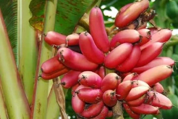 வெறும் 40 நாள் செவ்வாழையுடன், தேன் கலந்து சாப்பிடுங்க! ஒரு குட்நியூஸ் காத்திருக்குது