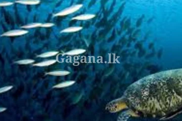 සාගර ජලයේ පැහැයේ සිදු වූ වෙනස..