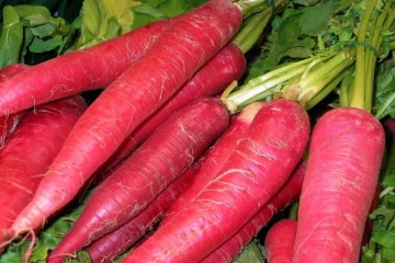 சிவப்பு முள்ளங்கியை தொடர்ந்து சாப்பிட்டால் என்ன நடக்கும் தெரியுமா?