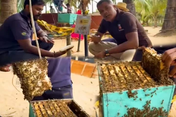 இலங்கை ReeCha பண்ணையில் சுத்தமான தேன்... தேன் எடுக்கும் முறையைப் பார்த்ததுண்டா?