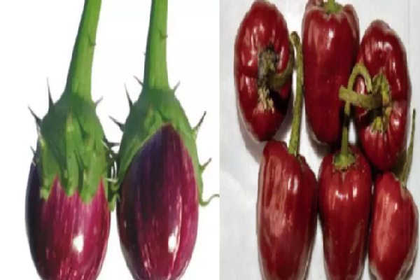 வேலூர் முள்ளு கத்தரிக்காய் மற்றும் ராமநாதபுரம் குண்டு மிளகாய்க்கு புவிசார் குறியீடு | Vellore Mullu Aubergine Gundu Chilli