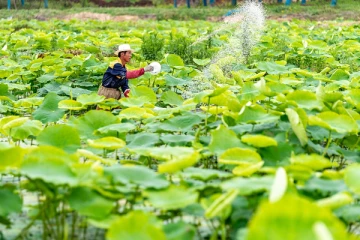 சீனாவின் உரத்தில் பாரதூரமான ஆபத்து! இலங்கை பரிசோதனையில் அதிர்ச்சித் தகவல்