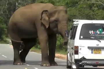 வானை மோதித்தள்ளும் யானை! அச்சத்தில் தப்பியோடும் பயணிகள் - நெஞ்சை பதைபதைக்கும் காட்சிகள் (Video)