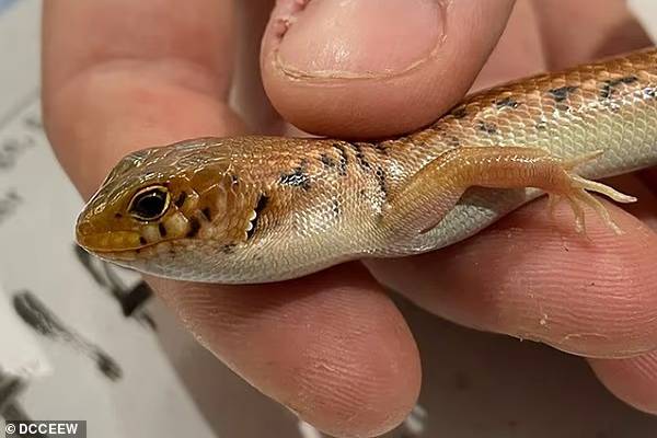 aussie-police-found-native-lizards-in-popcorn-bags