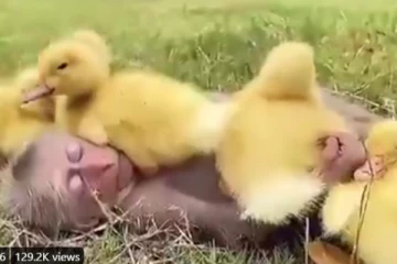 கோழிகுஞ்சுகளோடு நட்பு பாராட்டும் குரங்கு! மில்லியன் இதயங்களை நெகிழ செய்த அழகிய காட்சி