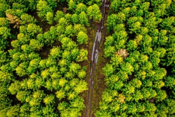 இந்த நாடுகளில் ஒரு மரம் கூட கிடையாது - என்ன காரணம் தெரியுமா?