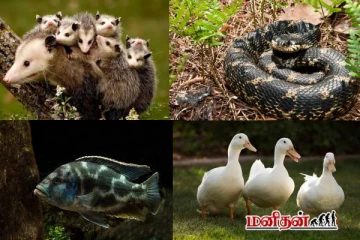 இறந்தது போல் நடித்து எதிரிகளை ஏமாற்றும் விலங்குகள் எவை தெரியுமா?