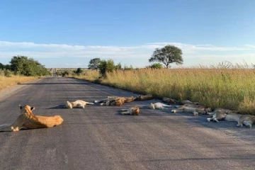 வெறிச்சோடிய சாலையில் உல்லாசமாக ஓய்வெடுத்த சிங்கங்கள்