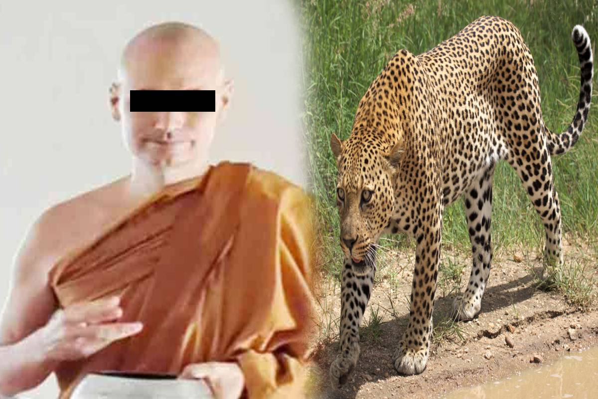 தியானத்தில் ஈடுபட்டுவந்த தேரர் சிறுத்தை தாக்குதலுக்கு உள்ளகி உயிரிழப்பு | Venerable Monk Dies Being Attacked Leopard Meditat தியானத்தில் ஈடுபட்டுவந்த தேரர் சிறுத்தை தாக்குதலுக்கு உள்ளகி உயிரிழப்பு | Venerable Monk Dies Being Attacked Leopard Meditat