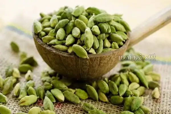 விடாத வரட்டு இருமலையும் விரட்டியடிக்கும் ஏலக்காய்!  டீயில் போட்டு குடிக்கலாமா? | Cardamom Benefits