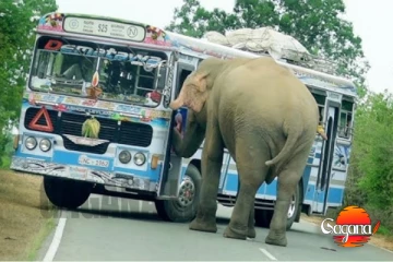 ලොකු විනාසයක් උදෙන්ම සිතුල්පව්වට වන්දනා ගිය බස් එකකට අලි ගහලා