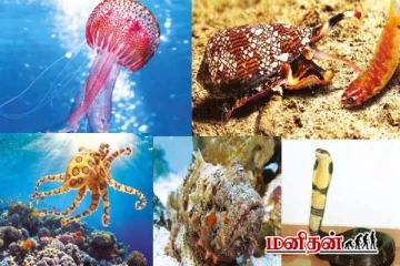 இந்தியாவில் வாழும் அதிக விஷம் கொண்ட விலங்குகள் - பட்டியல் இதோ