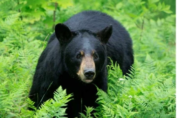 கரடிக்கு உணவளித்த பெண்ணுக்கு அபராதம்: எவ்வளவு தெரியுமா?