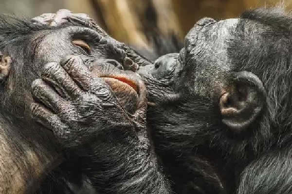 உதட்டு முத்தம் பிறந்து எத்தனை ஆண்டுகள் ஆகிறது தெரியுமா? ஆய்வில் ருசிகர தகவல் | First Lip Kiss Dates Back 2 Crore Years உதட்டு முத்தம் பிறந்து எத்தனை ஆண்டுகள் ஆகிறது தெரியுமா? ஆய்வில் ருசிகர தகவல் | First Lip Kiss Dates Back 2 Crore Years