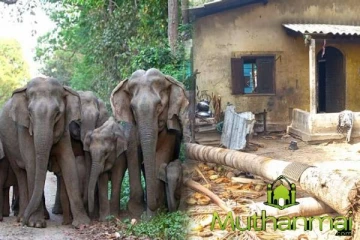 மூதூரில் காட்டு யானைகள் அட்டகாசம்: மக்கள் விடுத்துள்ள கோரிக்கை