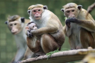 இலங்கையில் குரங்குகளுக்கு கருத்தடை