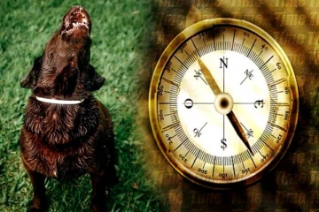 நள்ளிரவில் நாய் ஊளையிடுவது ஏன்? பலரும் அறியாத சாஸ்த்திரக்கதை