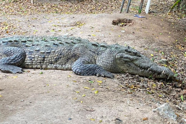 காலி முகத்திடல் கரையில் இருந்த முதலை! | The Crocodile On The Bank Of Empty Face