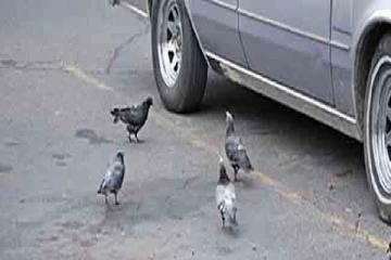 புறாக்கூட்டத்திற்கு மேலாக காரை ஓட்டிச் சென்ற சாரதி கைது