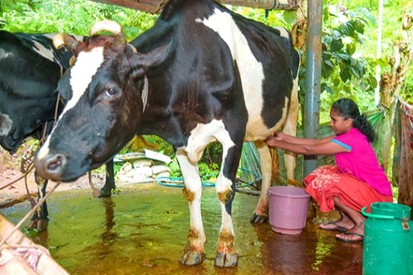 மாடுகளை திருடும் கும்பலை கட்டுப்படுத்தக் கோரி வேலணையில் போராட்டம் | Farmers Protest In Velanai Over Stealing Cows
