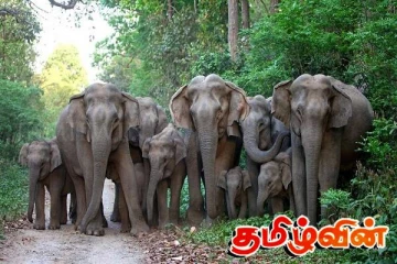 வவுனியாவில் யானை தாக்கி இருவர் படுகாயம்