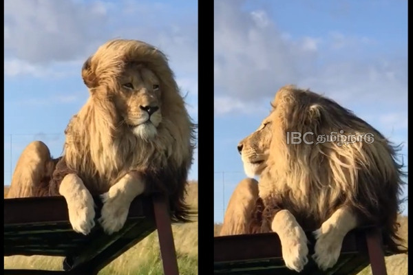giant-lion-silky-hair-viral-video giant-lion-silky-hair-viral-video