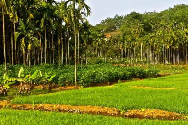 வீடுகளில் பயிர்ச் செய்கையை ஊக்குவிக்க உடனடி நடவடிக்கை - வேலணை பிரதேச சபையில் ஏகமனதாக தீர்மானம்(Photo) | Immediate Action To Promote Home Gardening