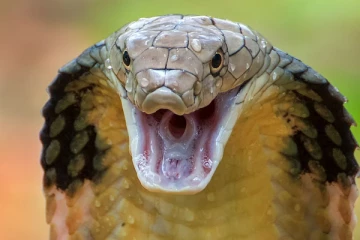 பிரித்தானியாவில் பாம்பு கடிக்கு ஆளாகுவோரின் எண்ணிக்கை அதிகரிப்பு: ஆய்வு முடிவுகள்