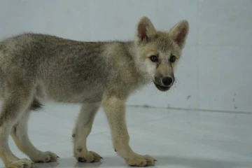 உலகின் முதல் குளோன் செய்யப்பட்ட ஓநாய் :  வைரலாகும் புகைப்படம்