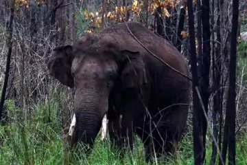 ஆட்டம் காட்டிய அரிசி கொம்பன் : யானையை பிடித்த வனத்துறை