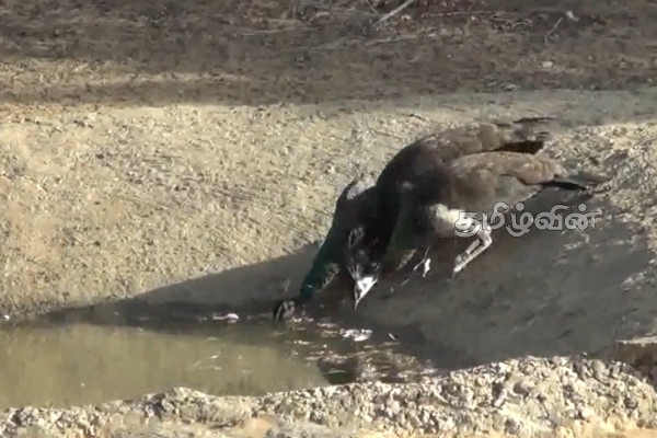 கடும் வறட்சியால் வில்பத்து சரணாலய விலங்குகள் பாதிப்பு | Animals Birds In Wilpattu National Park Effected