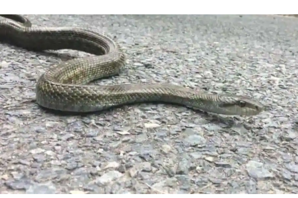 புகுஷிமா அணுசக்தி பேரழிவின் தாக்கம் - கண்காணிப்பில் ஈடுபடும் பாம்புகள் | World Viral News