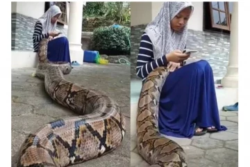 சிறுமியின் மடியில் தூங்கும் மலைப்பாம்பு: திகிலூட்டும் வீடியோ காட்சிகள்