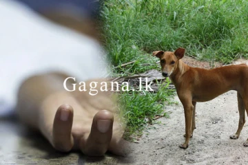 බල්ලො බිරුව නිසා පුද්ගලයෙකු අවාසනාවන්ත ලෙස අවසන් ගමන්යයි..