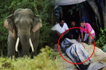 யானை தாக்கியதில் விவசாயி பலி