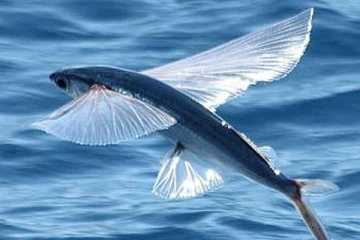 50 மீ உயரம் வரை பறக்கும் அதிசய மீன் ! எங்குள்ளது தெரியுமா?