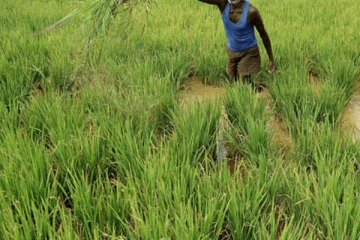 விவசாயிகளுக்கு 657 மில்லியன் ரூபா இழப்பீடு!